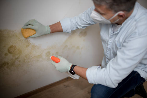 Best White Mold Remediation in Hamlet, IN