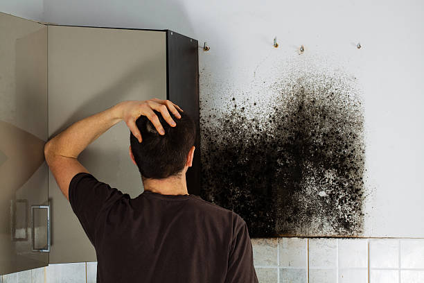 Best Commercial Mold Remediation in Hamlet, IN