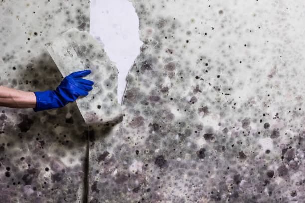 Best Kitchen Mold Remediation in Hamlet, IN